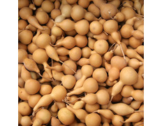 Calabaza Peregrino naturel petite
