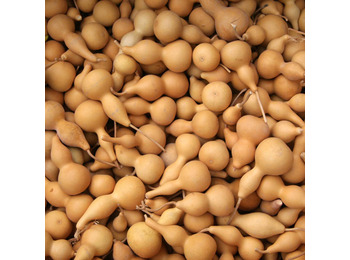 Calabaza Peregrino naturel petite