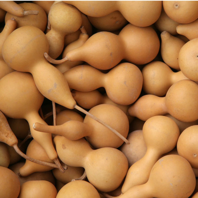 Gourde Pilgrim naturelle moyenne