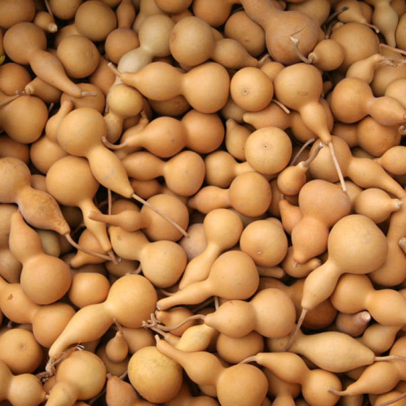 Calabaza Peregrino naturel petite